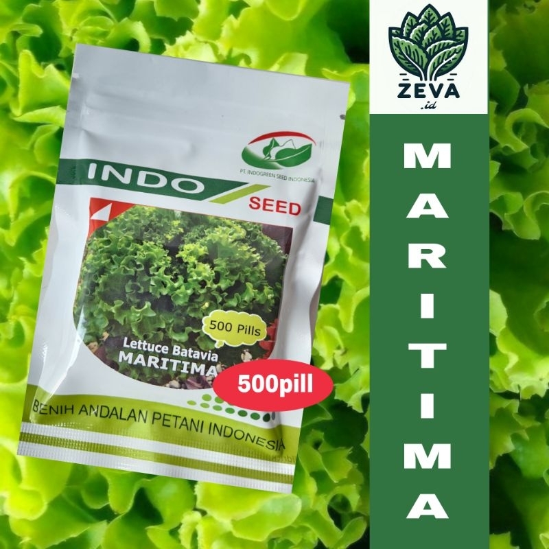 Benih Selada Batavia Maritima 500pills - Indo Seed