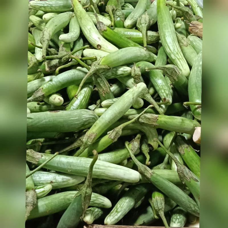 

terong telunjuk Medan 500gr