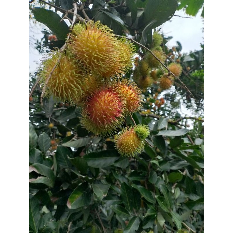 

rambutan Aceh lebak