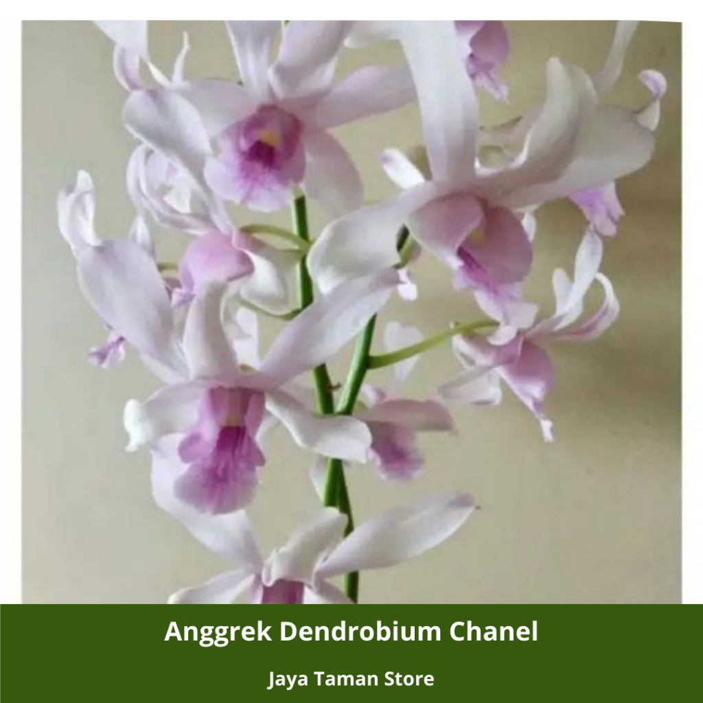 Promo COD Seedling Anggrek Dendrobium Channel - Bibit Anggrek