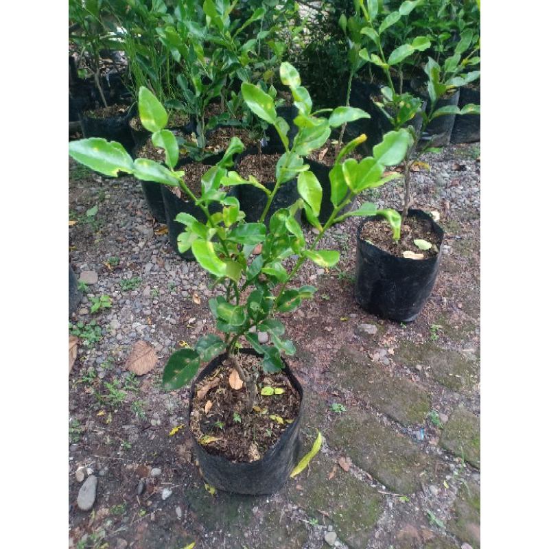 

Bibit Jeruk purut okulasi