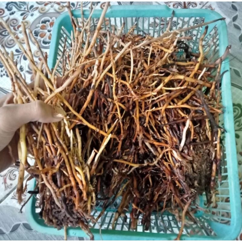 

AKAR POHON AREN HERBAL ORGANIK AMBIL CUCI KIRIM