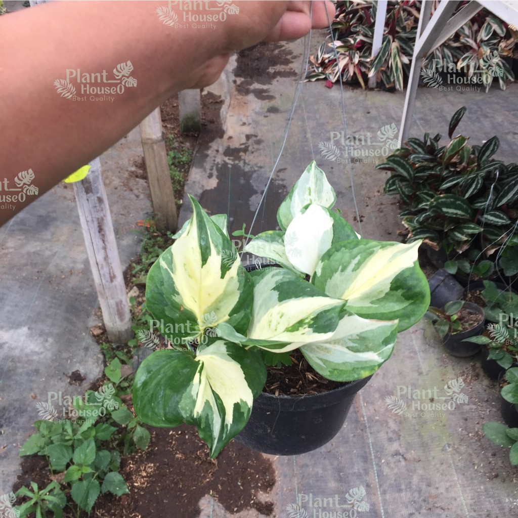 Tanaman Sirih Manjula (Epipremnum Aureum Manjula)