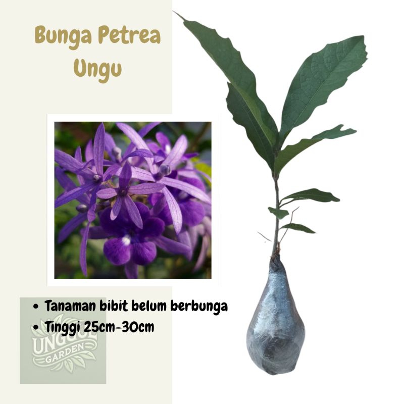 Tanaman Rambat Bunga Petrea Ungu Bibit