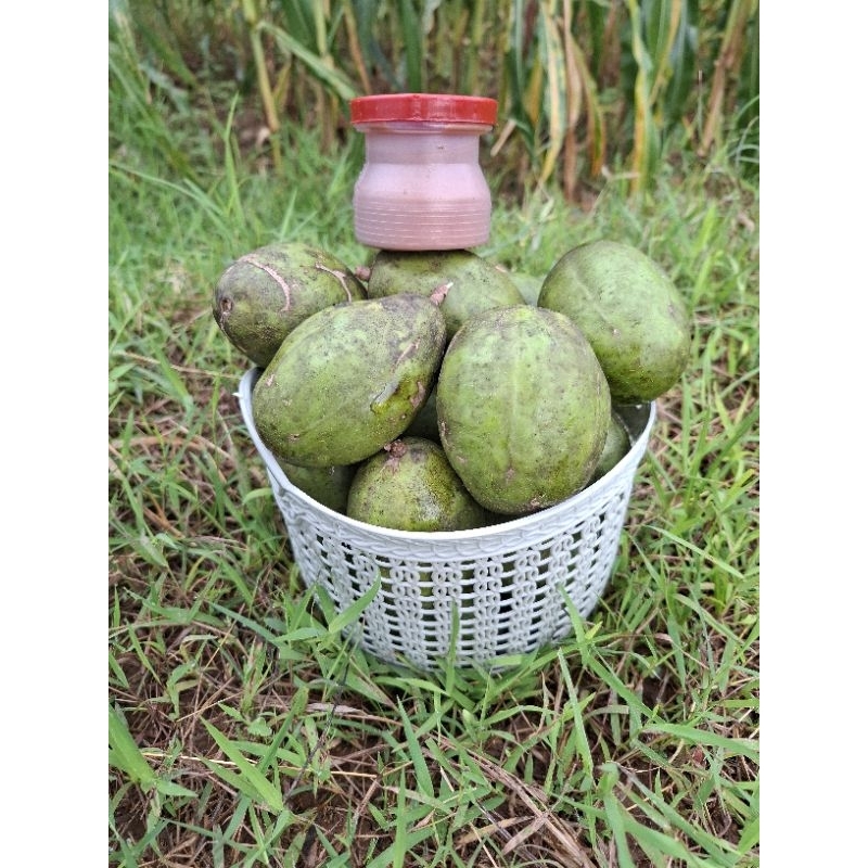 

1kg kedongdong fresh madura free petis