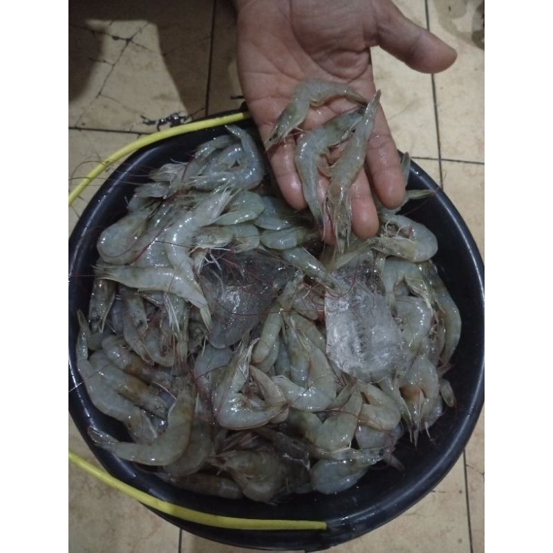 

Udang Vaname size 45-50ekor/pack Berat 500gram/pack