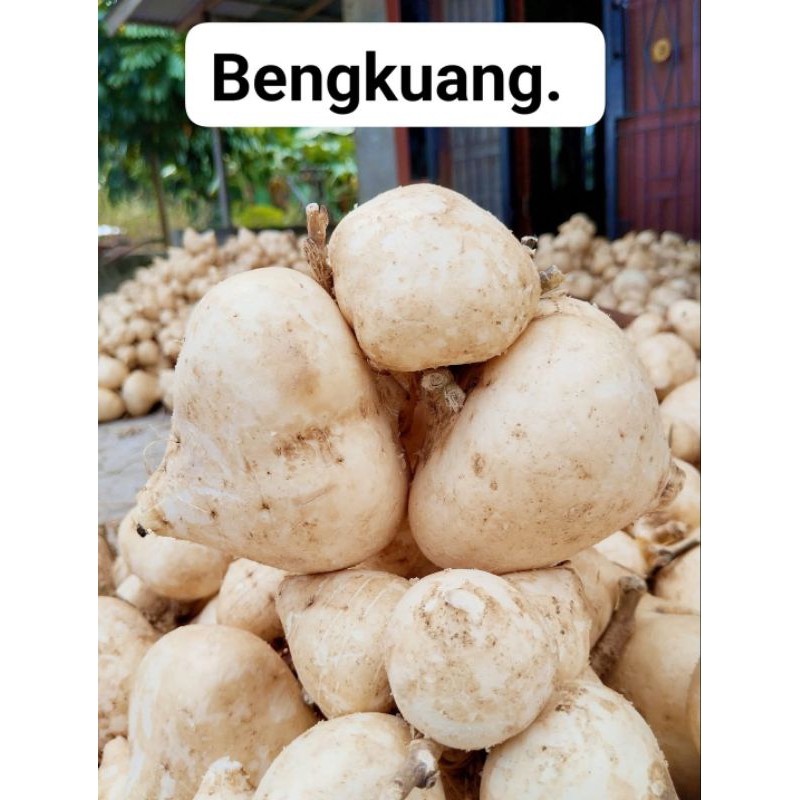 

TERMURAH bengkuang segar per 1kg