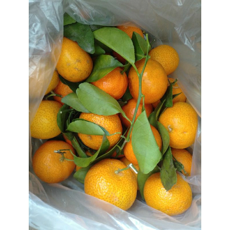 

Buah Jeruk Santang Madu manis segar