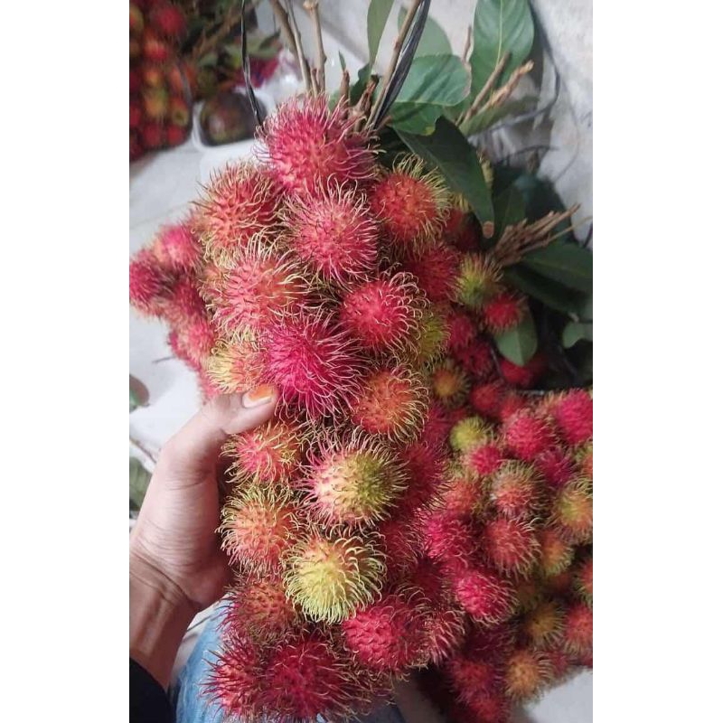 

Rambutan / Rambutan Manis / 2 Iket