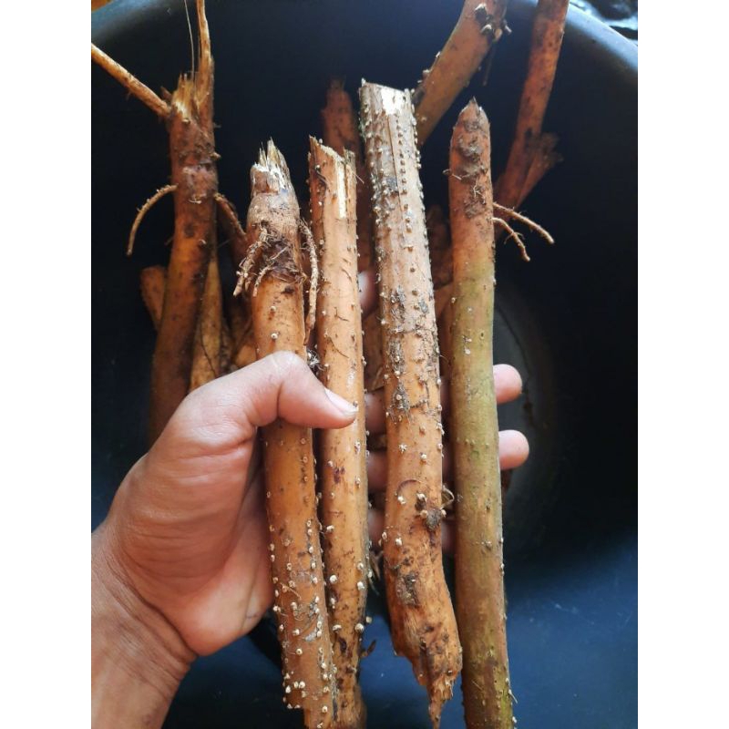 

akar pinang 1kg pres di ambil langsung dari kebun