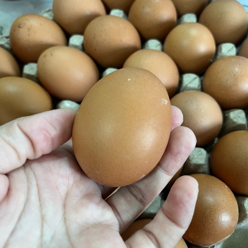 

Telur Ayam Telor ayam Telor Bebek Telur Puyuh