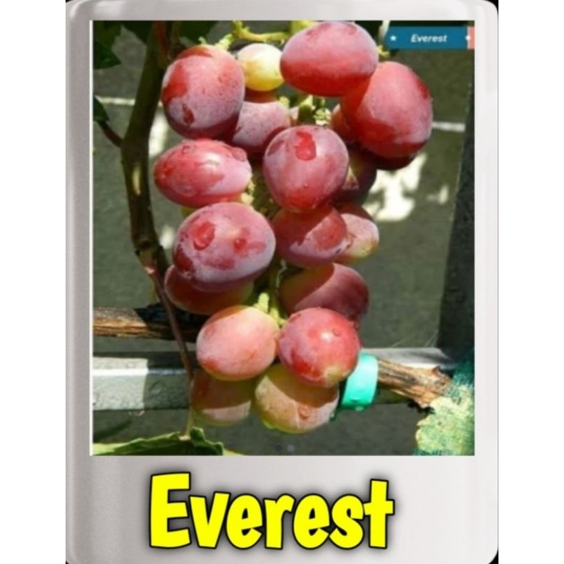 

Bibit anggur import EVEREST dijamin valid 100%