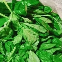 

daun basil segar. 100gr.Rp.10.000