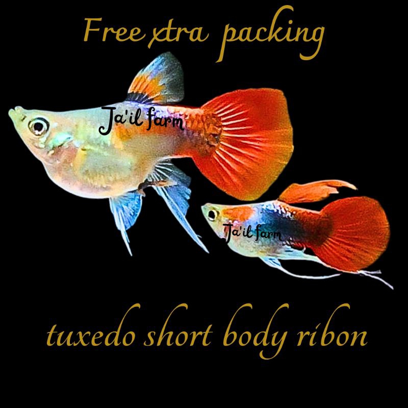 

FREE XTRA PACKING - TUXED0 SH0RT B0DY RIB0N