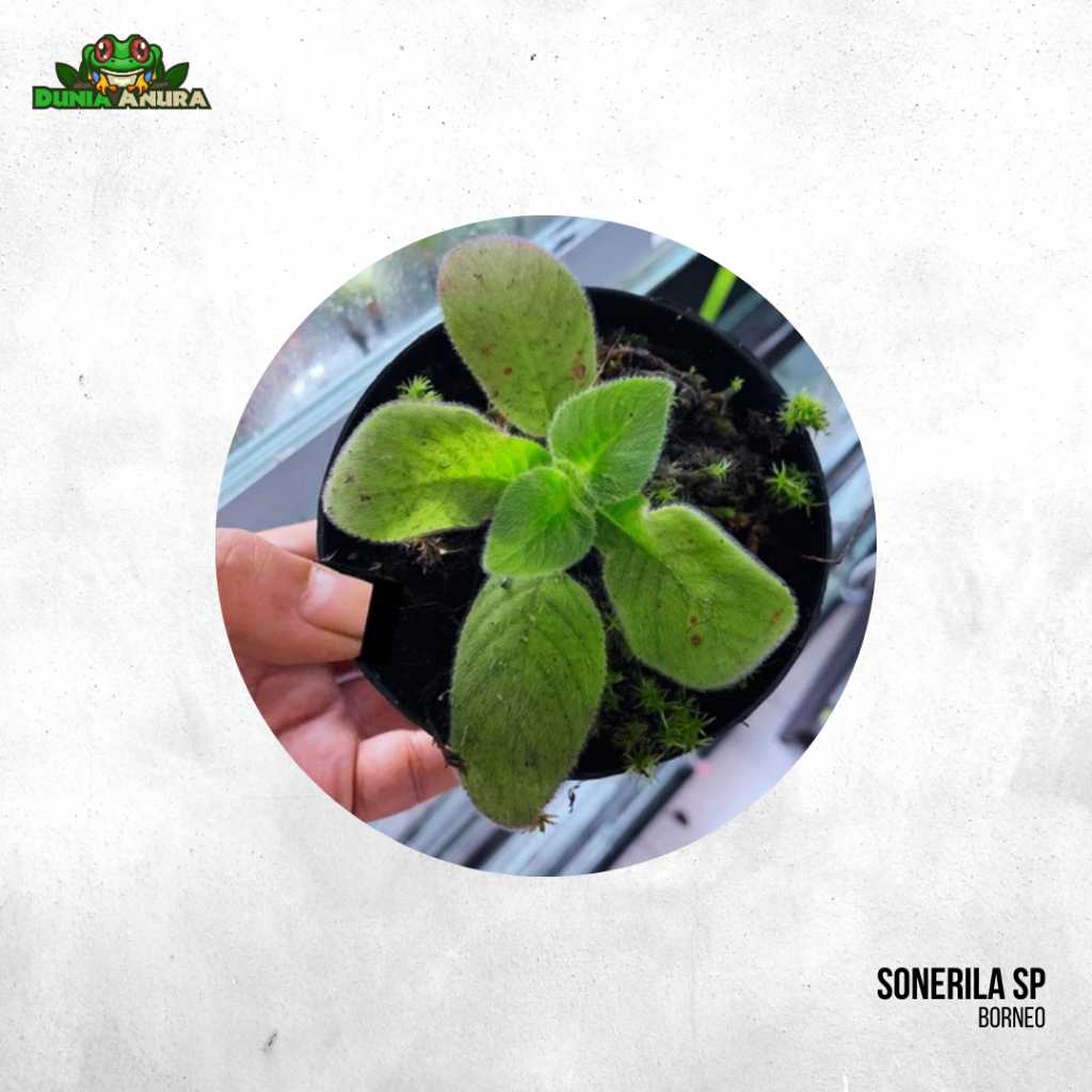 Tanaman vivarium Sonerila SP