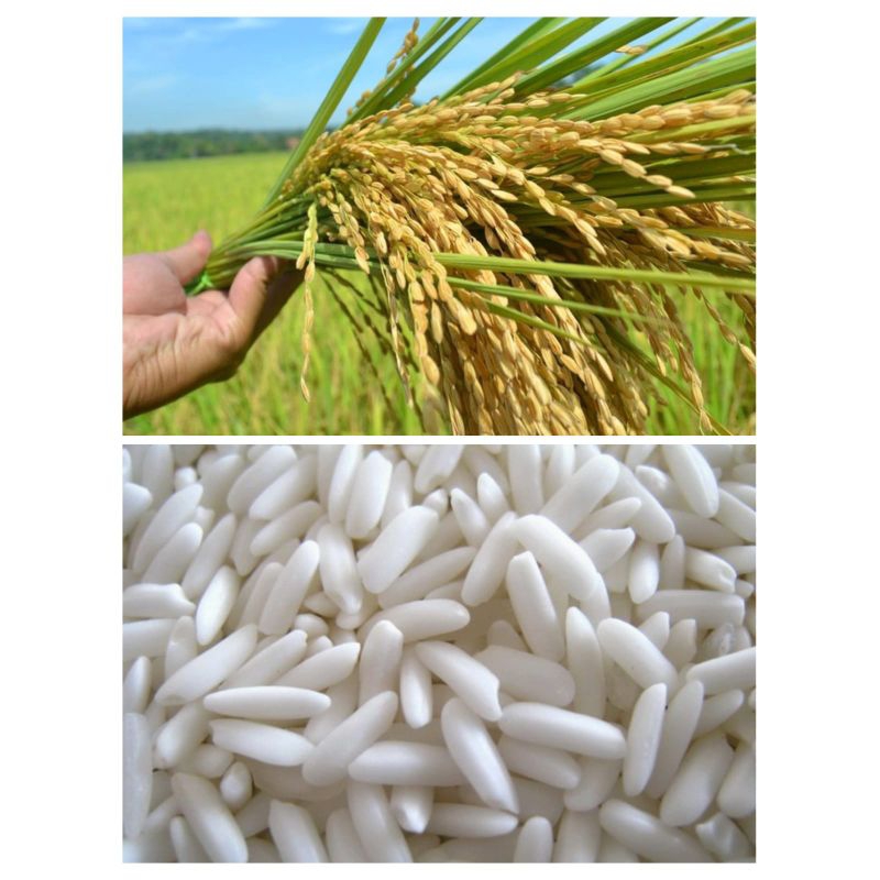 COD  1 KG BENIH BIBIT PADI KETAN PUTIH GRENDEL F1 SUPER UNGGUL BENIH KETAN PUTIH PREMIUM