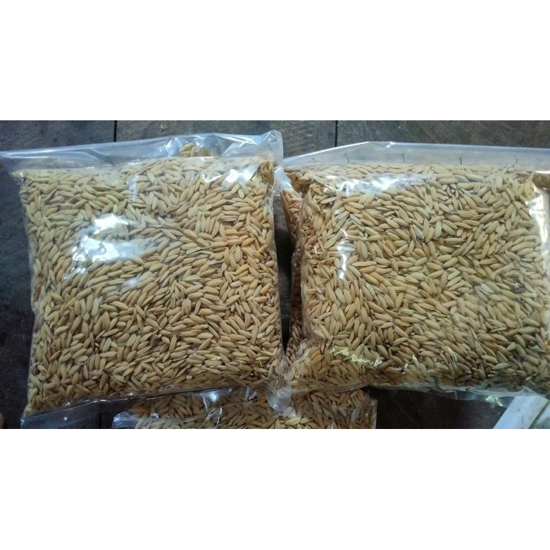 COD  benih bibit ketan putih grendel premium benih bera ketan putih