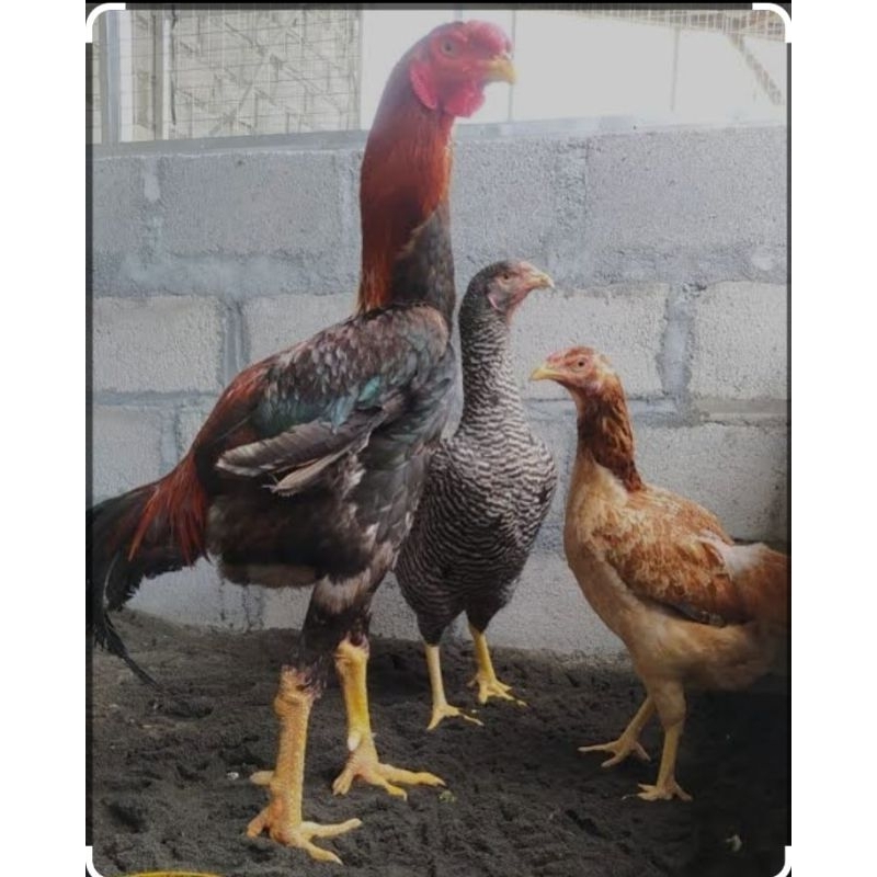 

TELUR TETAS AYAM MALAY JUMBO SUPER UNTUK DI TETASKAN