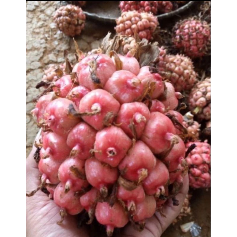 

BUAH KECOMBRANG BUAH HONJE BUAH KUNCUP PAKET 500 GRAM