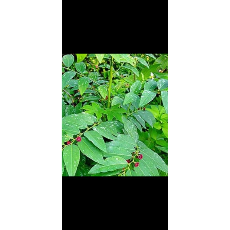 

daun katuk segar 250g