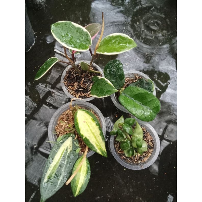 tanaman hias paket 4pot hoya