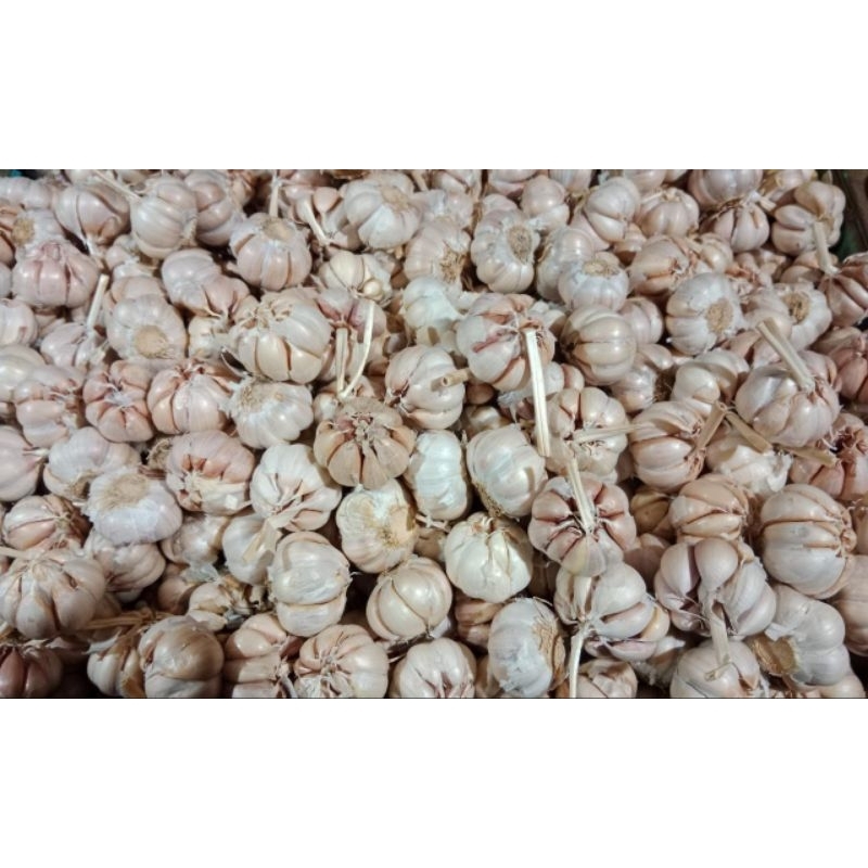 

BAWANG PUTIH BERSIH SUPER FRESH 1KG (FREE JARING)