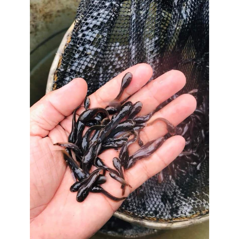 bibit ikan lele ukuran 2-3 cm paket isi 1000 ekor