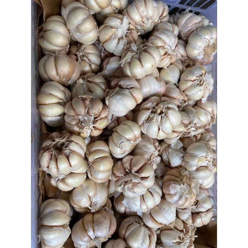 

bawang putih - sabuga medan