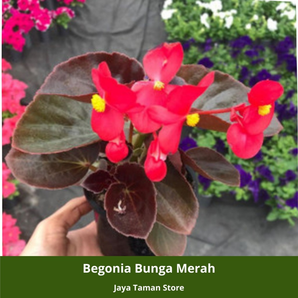 Promo COD Tanaman Hias Begonia Bunga Merah - Tanaman Begonia Red - Bunga Merah