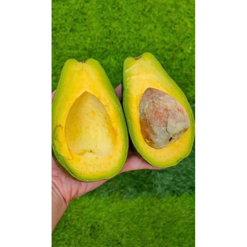 

ALPUKAT MENTEGA PULEN LEGIT (dikirim dalam keadaan setengah matang)