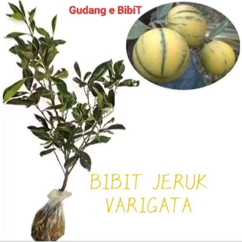 Bibit Jeruk Kasturi Varigata Berbuah / Berbunga
