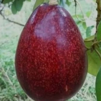 

PROMO ALPUKAT RED VIETNAM (OKULASI) CEPAT BERBUAH