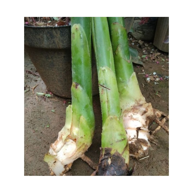 bibit kecombrang hijau/honje