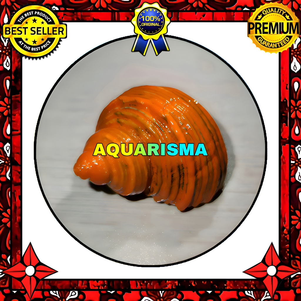 HIASAN DAN KOLEKSI - CANGKANG KEONG MDM MATA LEMBU TURBO TUMIDULUS OREN GRADE A+