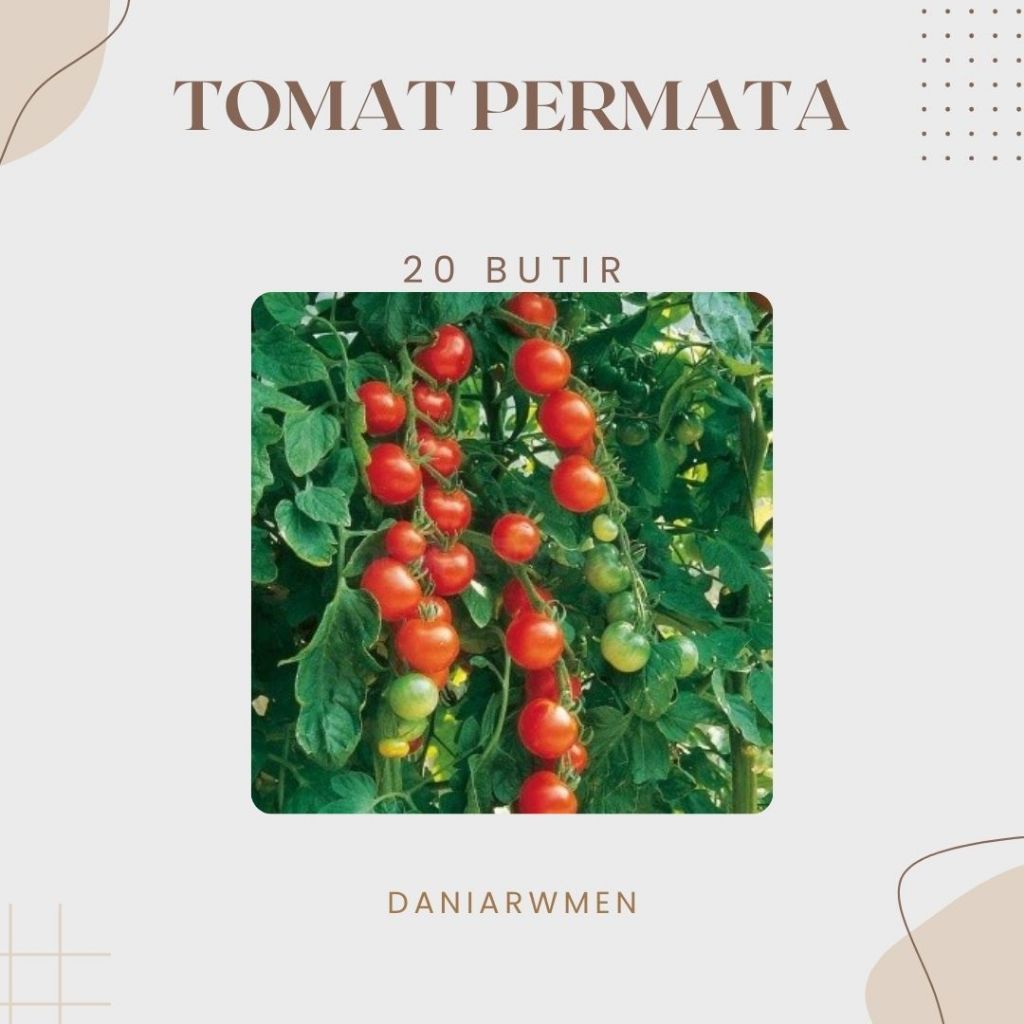 Biji Benih Tomat Permata Unggul Varietas Terbaik