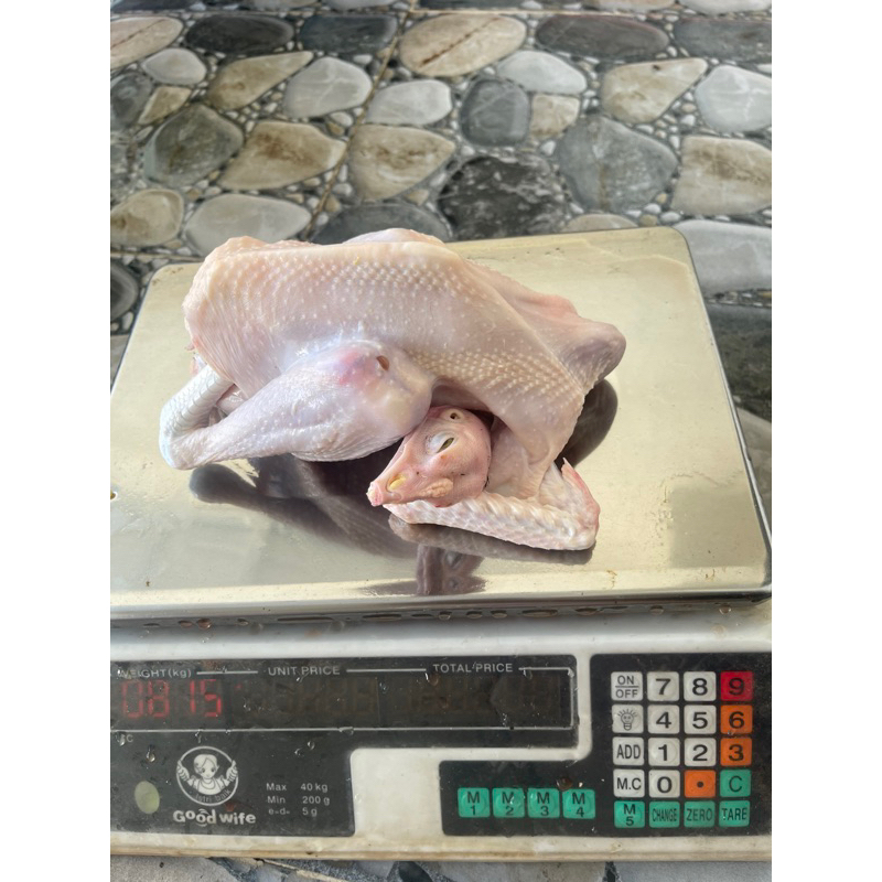 

Ayam Kampung asli 800-900 gr