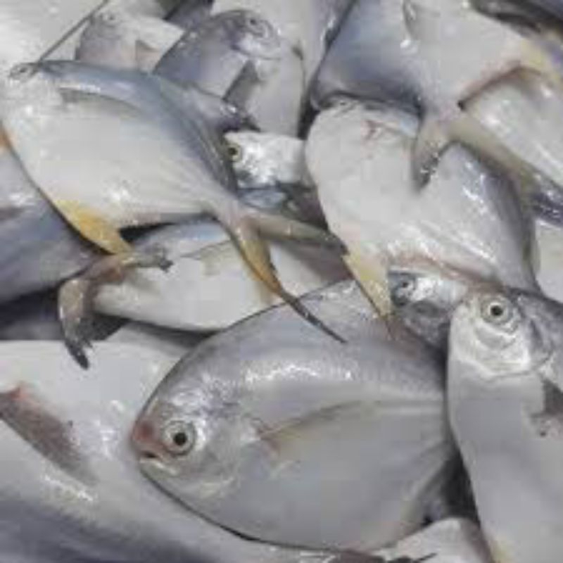 

Ikan Bawal laut 1kg