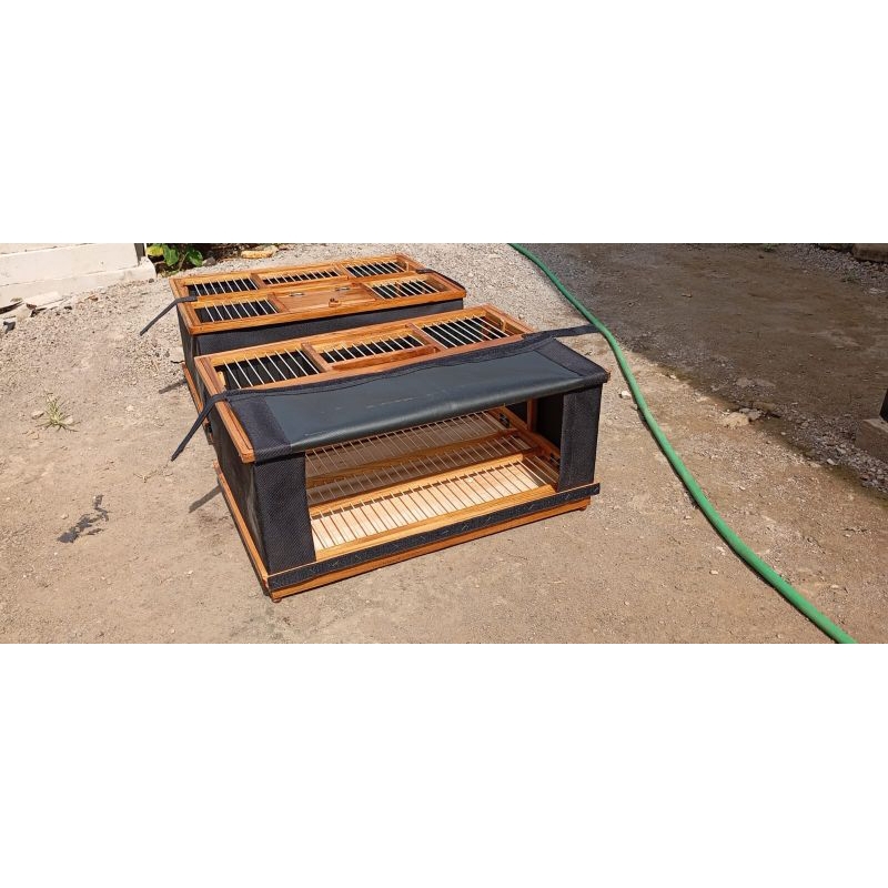 dongdang lipat jumbo