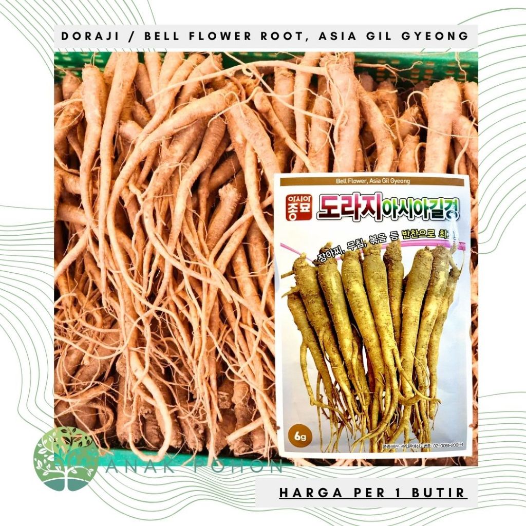 Benih Bibit Biji - Doraji Toraji Root Bell Flower, Asia Gil Gyeong (Platycodon grandiflorum DC) Seed