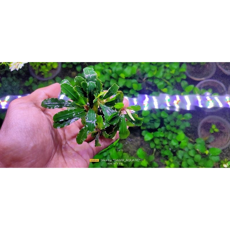 buchepalandra media wabikusa