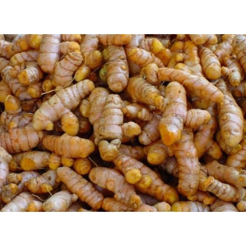 

Kunyit Kunir Segar Turmeric Fresh 250gr 500gr 1000gr / 1kg Bumbu Dapur Herbal Rempah-rempah Empon-empon Rimpang Curcuma