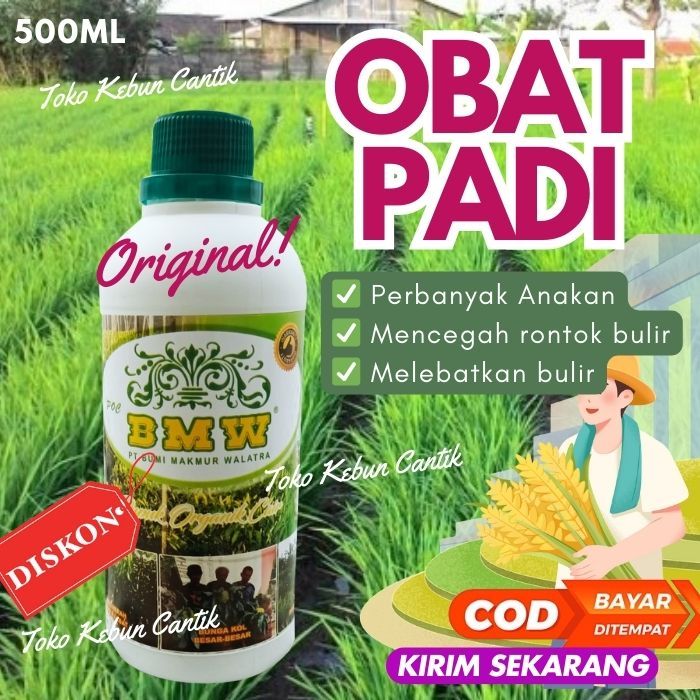 Obat Padi Sundep Paling Ampuh / Obat Padi Sawah / Obat Padi Untuk Hama Wereng / Obat Padi Daun Kunin
