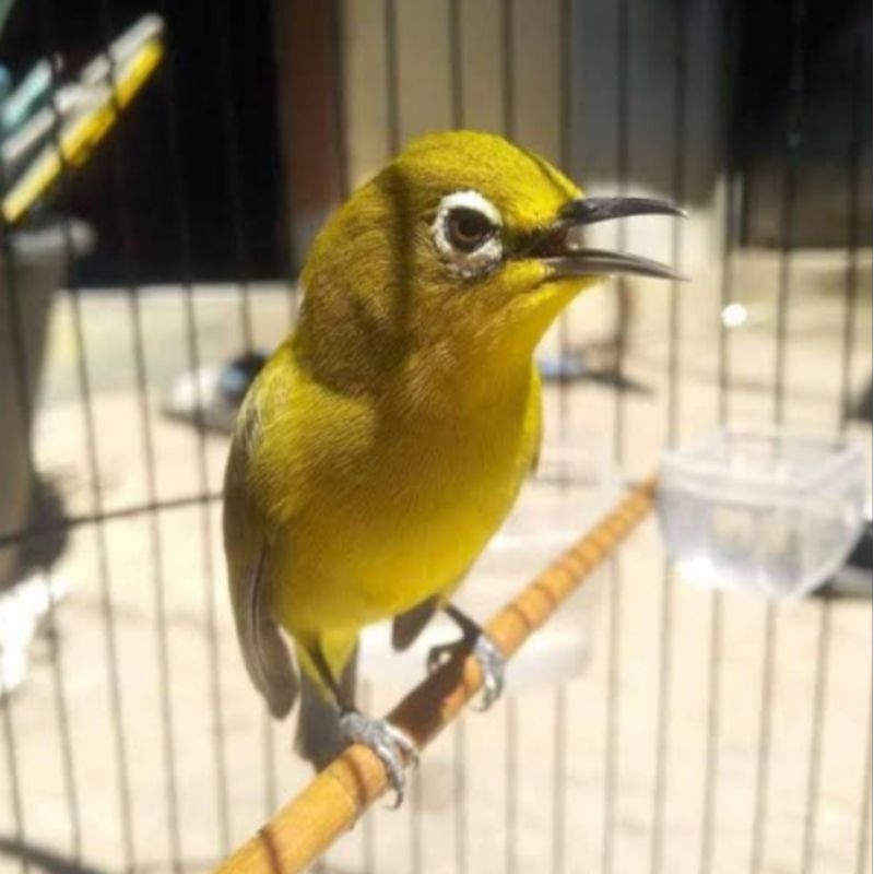 Pleci Dakun GS - Pleci Gunung Selamet