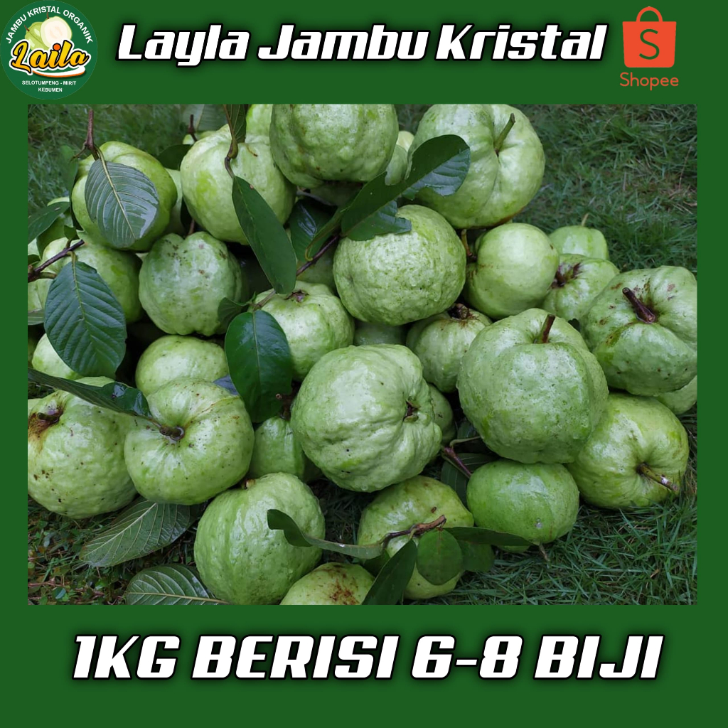 

Jambu kristal KEBUMEN 1KG ISI 6-8 BIJI Jamkris Kebumen non biji tanpa biji manis segar fresh