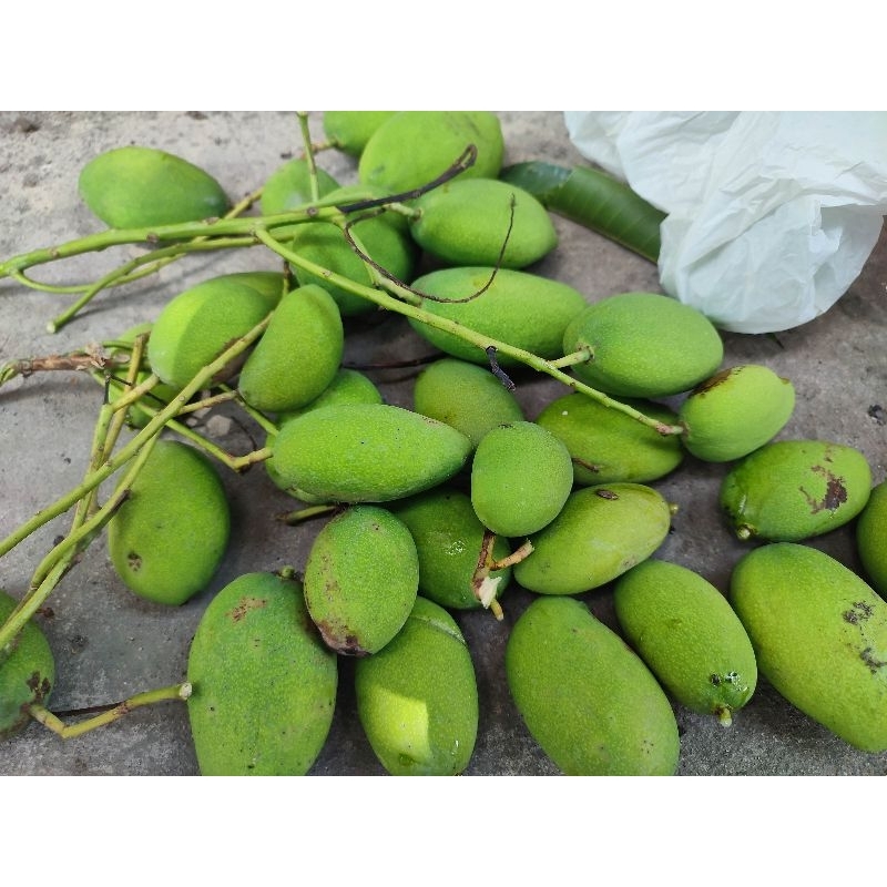 

mangga muda untuk rujak krenyesss