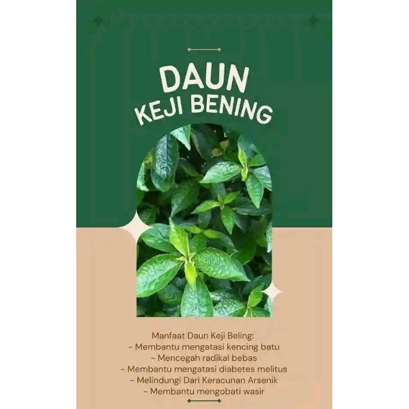 

DAUN KEJI BENING ATU DAUN PECAH BELING 500gram segar