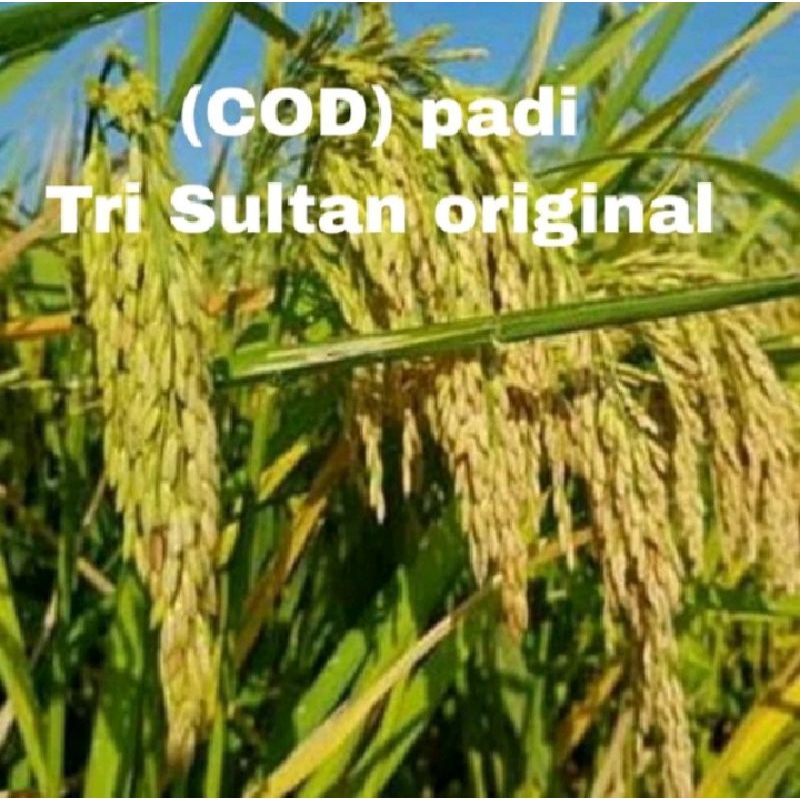 BENIH PADI TRI SULTAN KEMASA 1KG