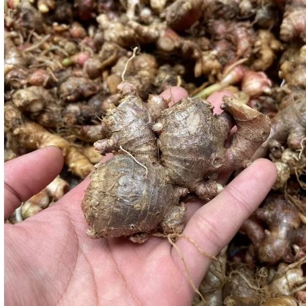 

JAHE MERAH SEGAR ISI 100 GRAM BURUAN CEKOUT MUNGPUNG MASIH ADA