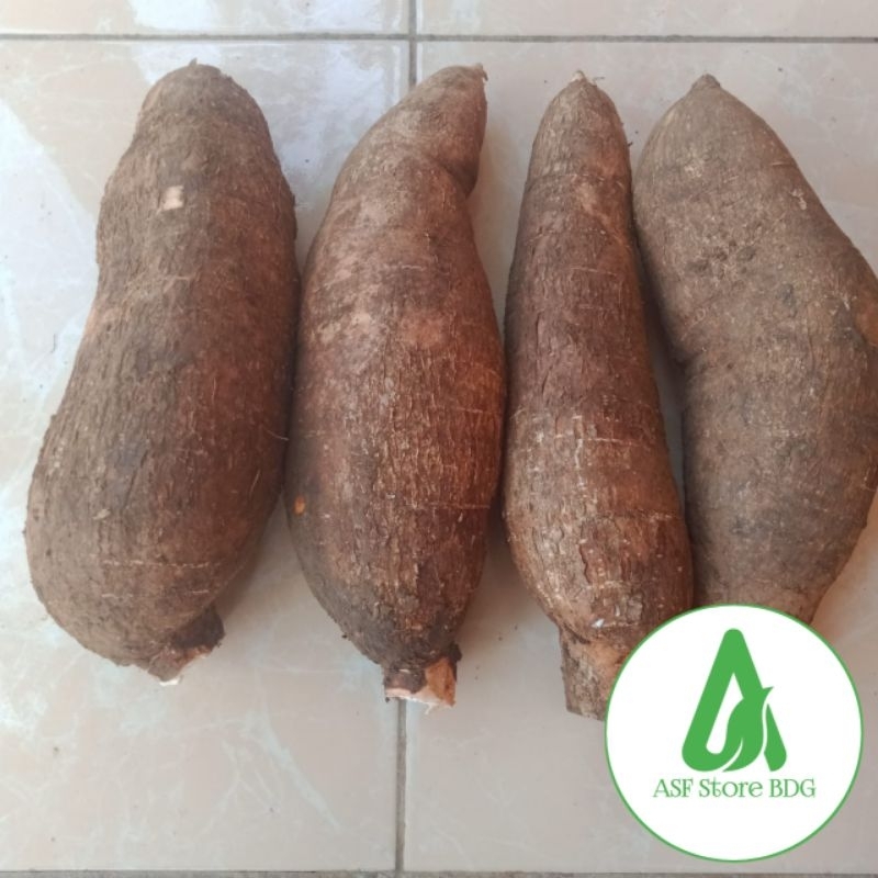 

RB22 Singkong Racun Sapi Kuru Fres Segar 1 Kg Dari Kebun