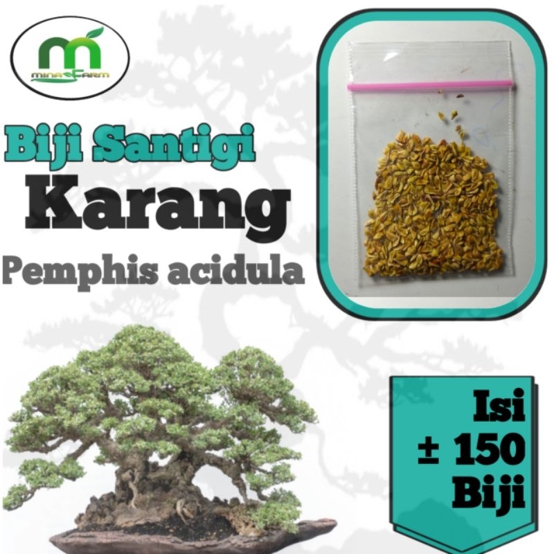 BIJI BAHAN BONSAI SANTIGI KARANG ISI ±150 BIJI.